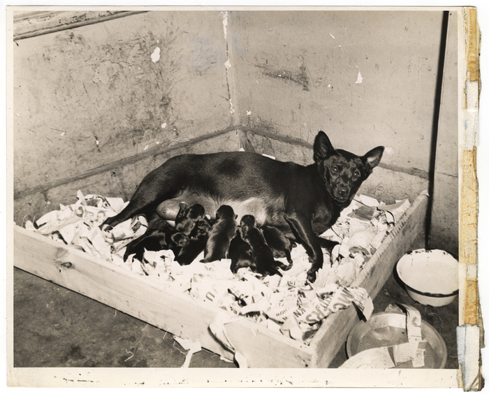 [Dixie Girl and her seven puppies at Dixie Rose A.C., New York]