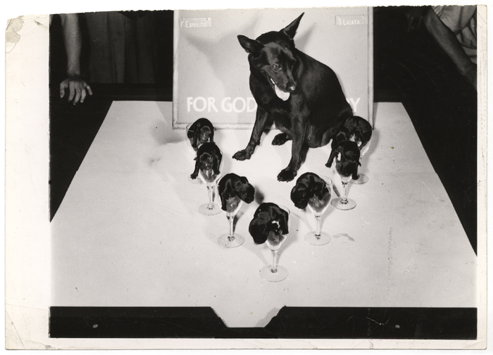 [Dixie Girl and her seven puppies on the pool table at Dixie Rose A.C., New York]