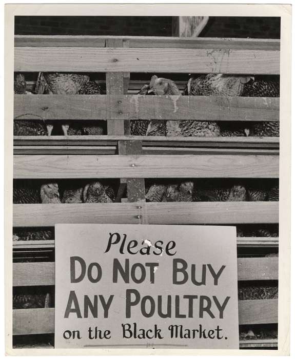 ["Please Do Not Buy Any Poultry on the Black Market."]
