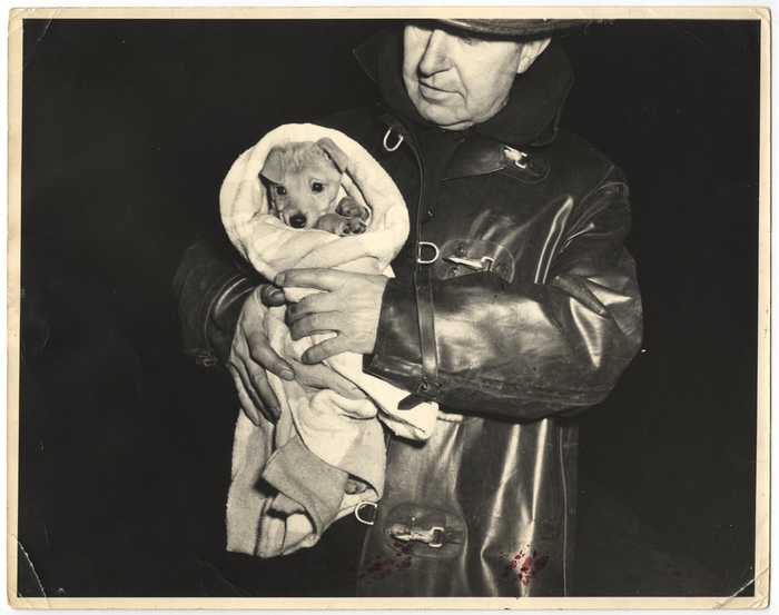 Ritz, the puppy belonging to William Kinsman, was one of the causalities of the two-alarm blaze at 157 W. 74th St. yesterday