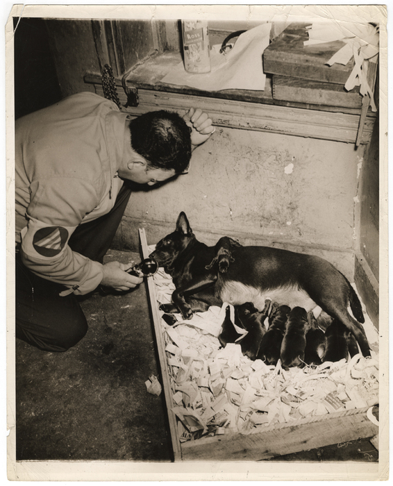 [Dixie Girl and her seven puppies at Dixie Rose A.C., New York]