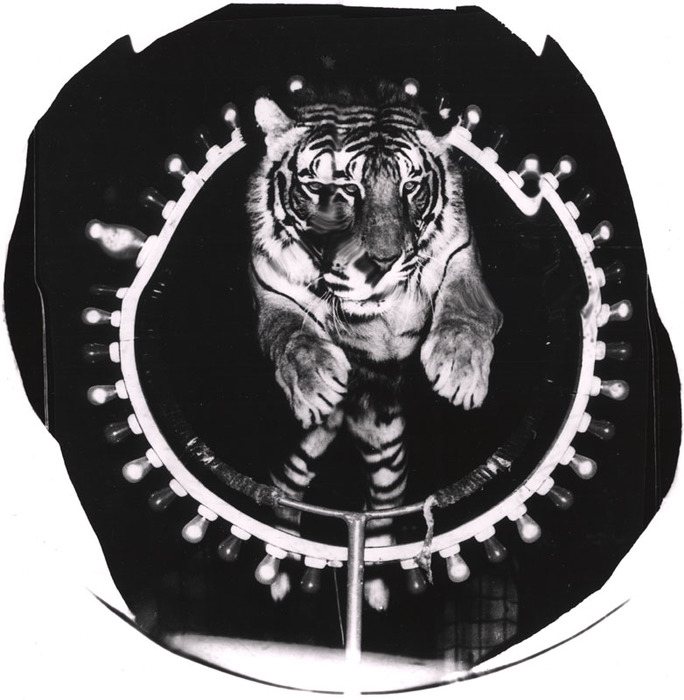 Circus tiger jumping