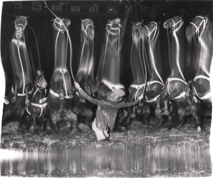 [Circus performer with horse distortion]