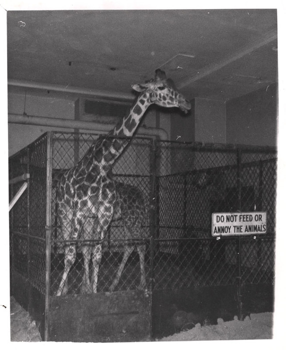 Giraffes in a cage