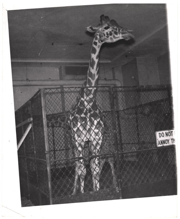 Giraffes in a cage