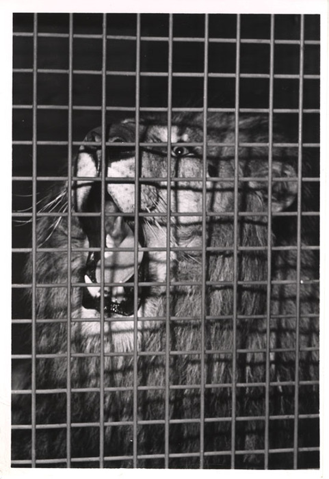 Lion in a cage