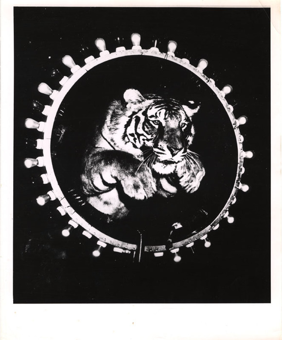 The tiger jumps through the hoop