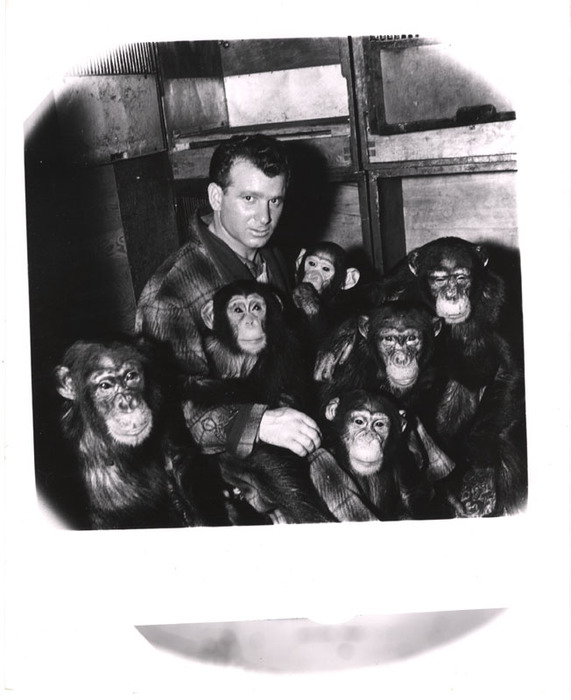 Six chimpanzees and a man