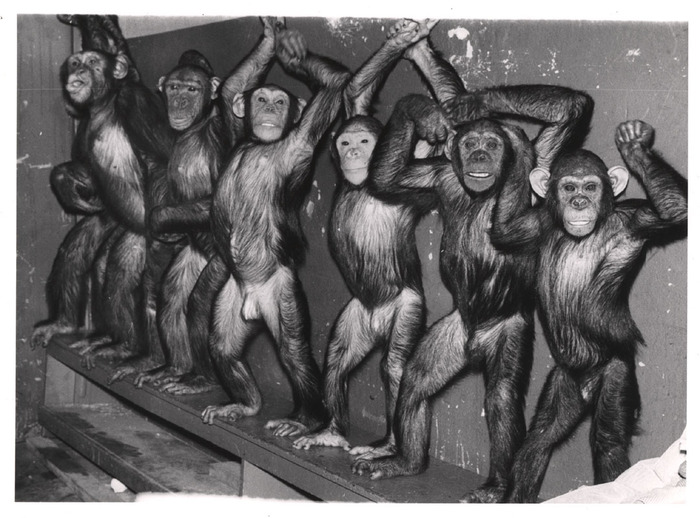 Circus chimpanzees standing backstage