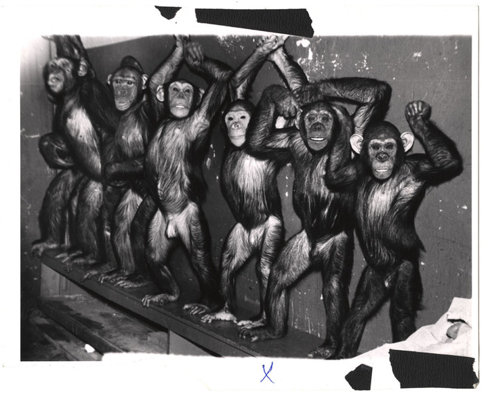 Circus chimpanzees standing backstage
