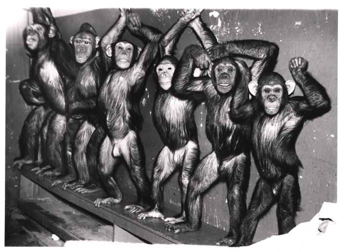 Circus chimpanzees standing backstage