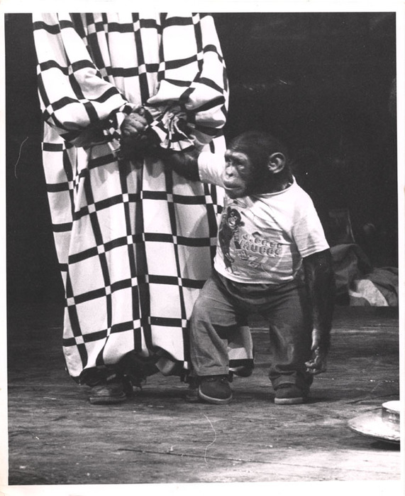 Circus chimpanzee and clown