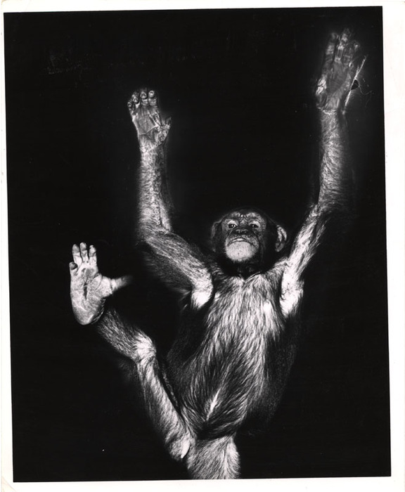 Cheta...My Favorite Actor...Star of the Tarzan Jungle Pictures