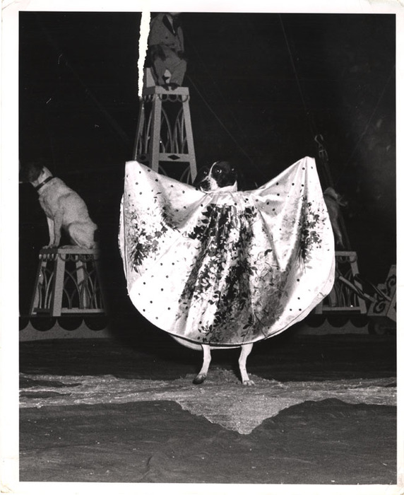Circus Dog