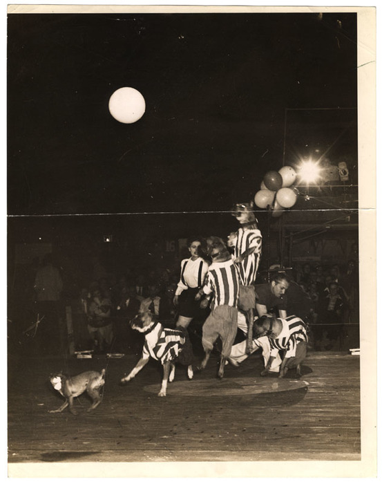 Dogs playing ball in a circus