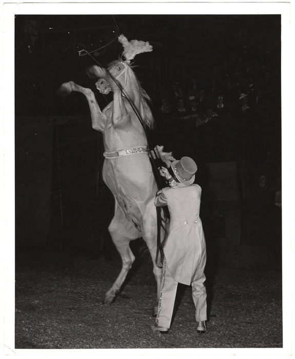 Horse standing on two legs in a circus