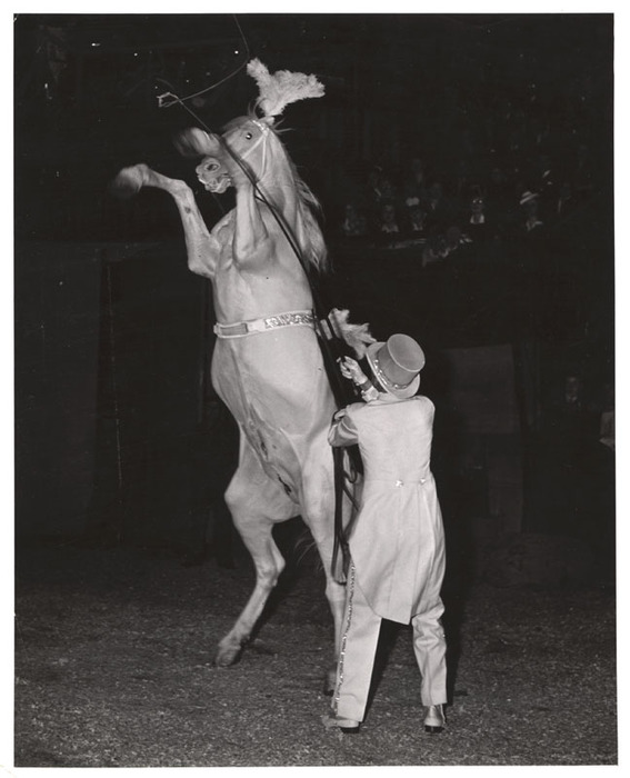 Horse standing on two legs in a circus