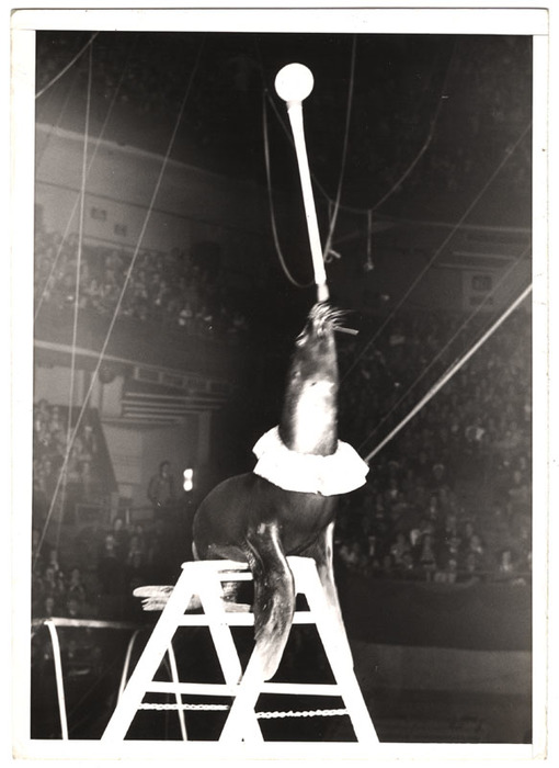 Seal performing in a circus