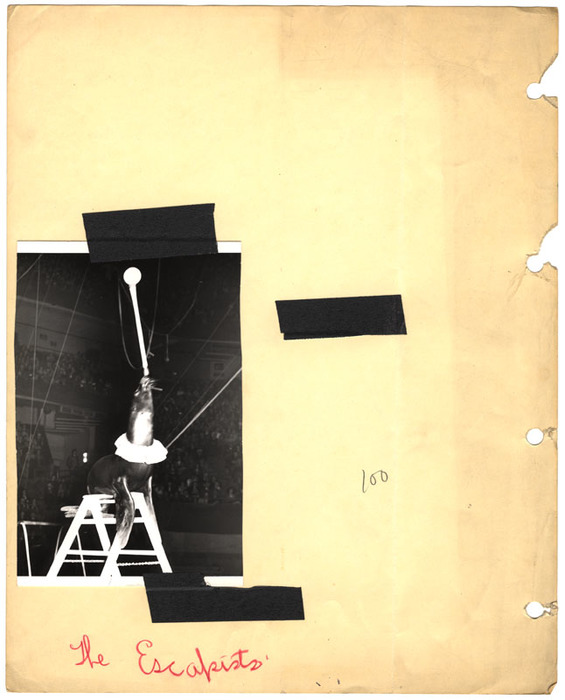 Seal performing in a circus