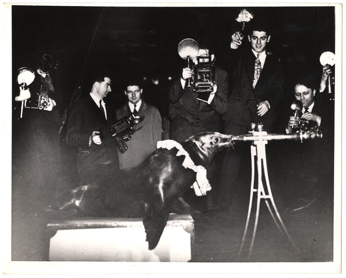 [Photographers with circus seal blowing horn]