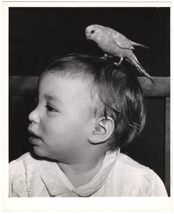 Boy with a parakeet on his head