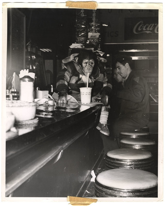 Mugs Jr., television star, at Hanson's Drug Store