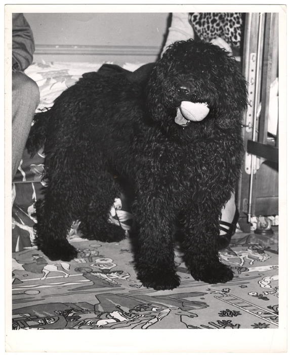 Small black dog with a ball in its mouth