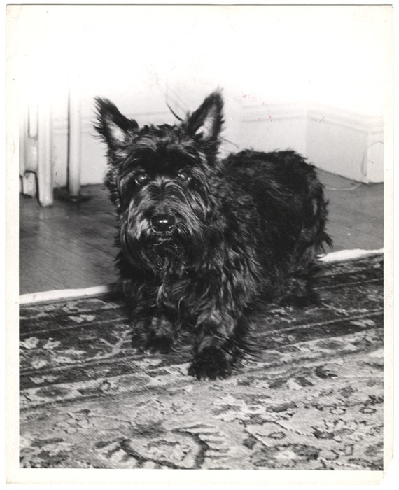 Small black dog