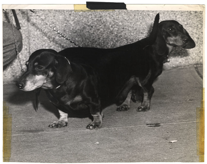 [Two dachshunds]