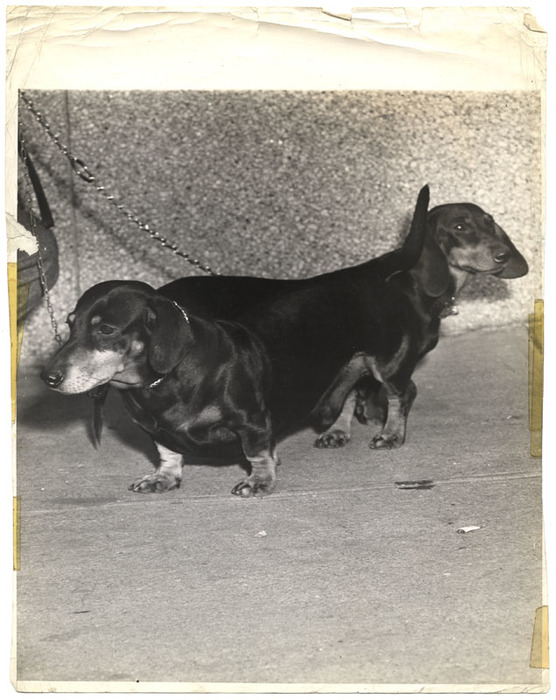 [Two dachshunds]