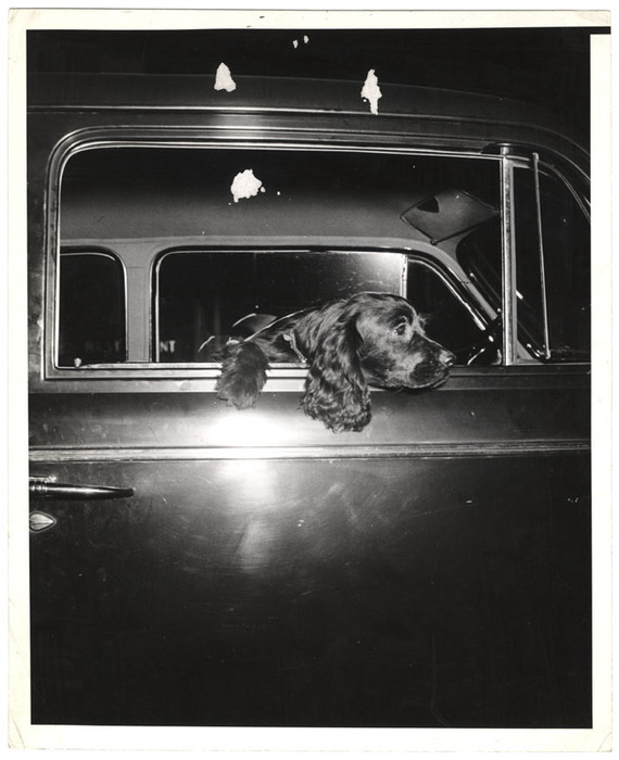Dog in a car