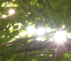 Dar luz al bosque nativo de Nahuelbuta!!