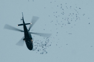 Bombing of Poems over London