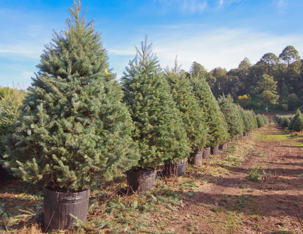 Siempre Verde Salva un árbol Ideame