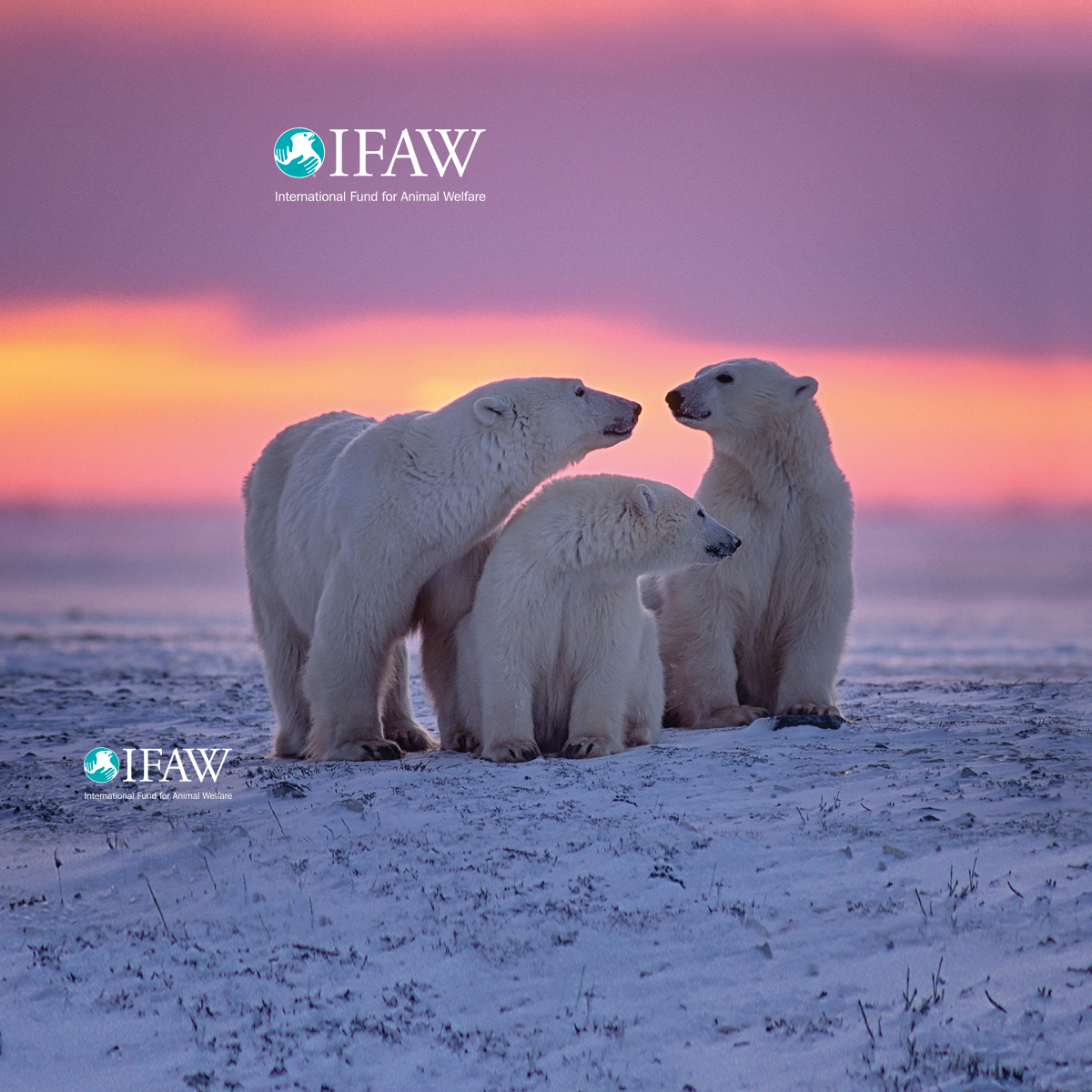 Polar Bear Wallpaper Ifaw International Fund For Animal Welfare