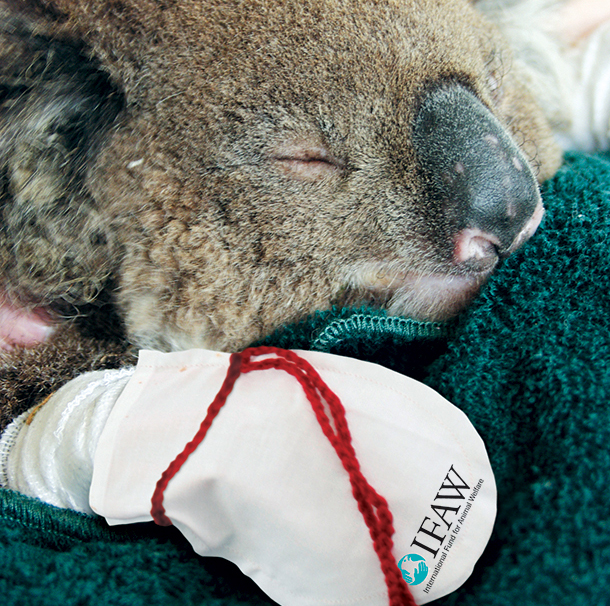 Koalas sew need you this summer IFAW International Fund for Animal