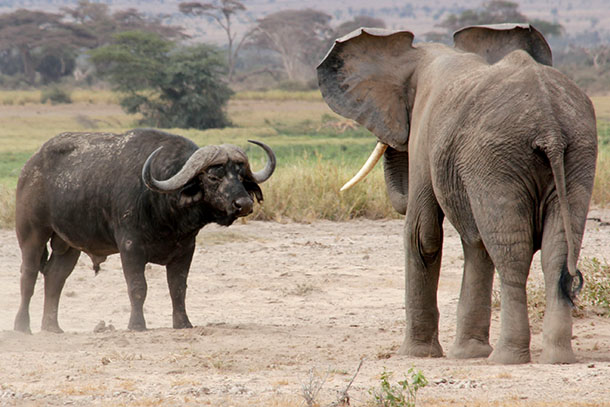 Elephants don’t always choose willing playmates. Elephants don’t always choose willing playmates.