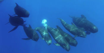 IFAW's Song of the Whale gets an unexpected escort from a group of spirited pilot whales off the coast of Almeria, Spain. IFAW's Song of the Whale gets an unexpected escort from a group of spirited pilot whales off the coast of Almeria, Spain.