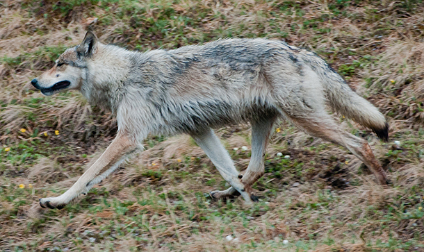 Wolf in Denali National Park, photo by Ken Miller - Wikipedia Wolf in Denali National Park, photo by Ken Miller
