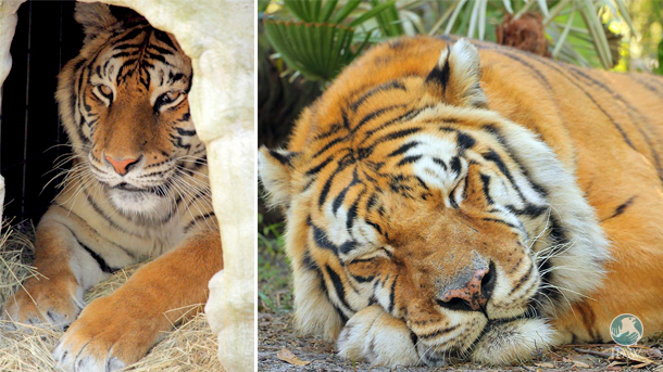 priya s story a tiger rescued from cub petting part 2 ifaw
