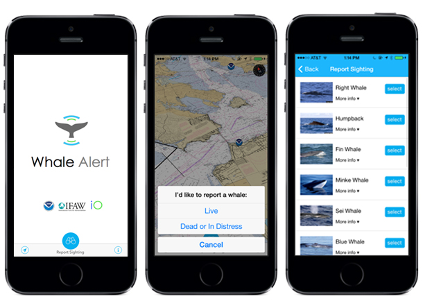 Whale Alert Whale Alert
