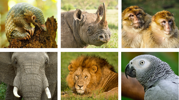 india s diverse wildlife and their conservation Threats to species are principally due to a decline in the areas of their habitats, of legislation such as the wildlife protection act of 1972 and its various. india s diverse wildlife and their conservation Threats to species are principally due to a decline in the areas of their habitats, of legislation such as the wildlife protection act of 1972 and its various.