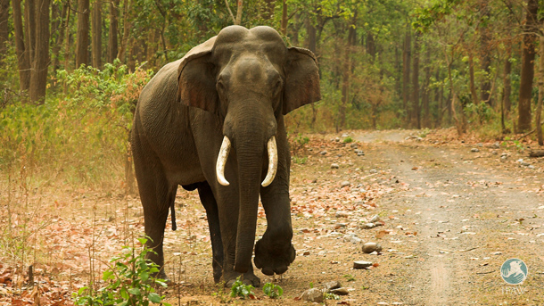 India celebrates its wild elephants with Gaj Yatra | IFAW