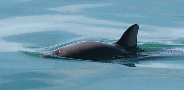 The vaquita is the smallest and the most endangered cetacean in the world. Image. Wikimedia Commons: Paula Olson, NOAA. The vaquita is the smallest and the most endangered cetacean in the world. Image. Wikimedia Commons: Paula Olson, NOAA.