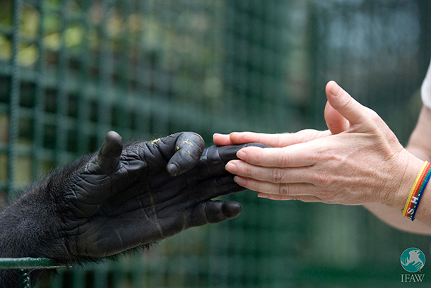 Copyright: IFAW / Carin Cloete, National Zoological Gardens of Pretoria Primate keeper, says an emotional goodbye to the gorillas she helped raise and care for during the past 3 years. Copyright: IFAW / Carin Cloete, National Zoological Gardens of Pretoria Primate keeper, says an emotional goodbye to the gorillas she helped raise and care for during the past 3 years.