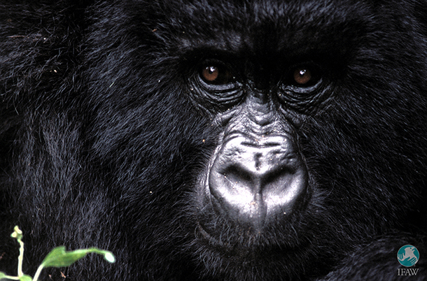 Copyright IFAW / Christian Kaiser A young mountain gorilla (Gorilla gorilla beringei) living in the rain forest of Virunga National Park, Congo. Copyright IFAW / Christian Kaiser A young mountain gorilla (Gorilla gorilla beringei) living in the rain forest of Virunga National Park, Congo.
