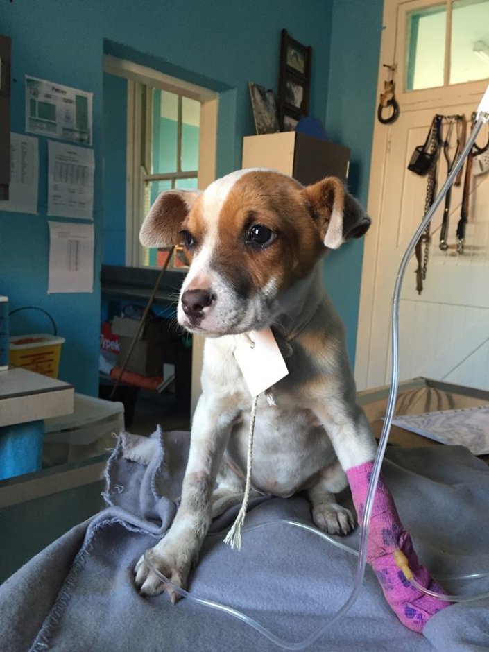 Gastblog Vrijwilligerswerk in Johannesburg IFAW International Fund for Animal Welfare