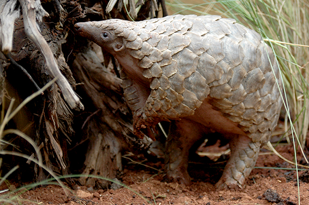 Listing Pangolins Under US Endangered Species Act IFAW - 610x406 - jpeg Pangolin Endangered