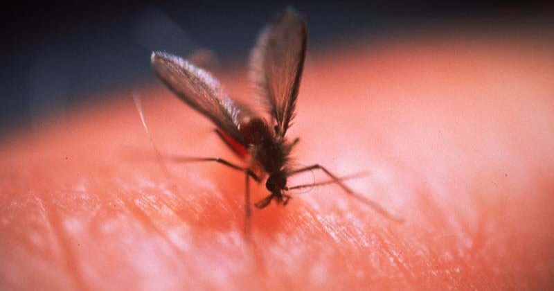 Swedish Doctor Says Deadly Parasitic Disease Has Doubled Since 'Refugee' Wave