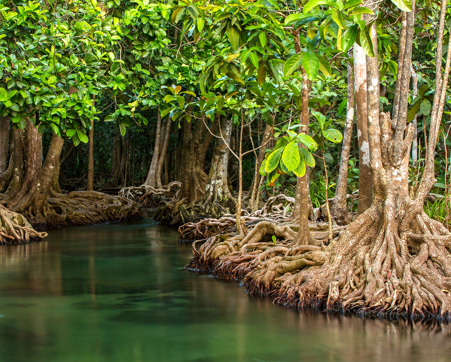 Manguezal na Flórida - iGUi Ecologia